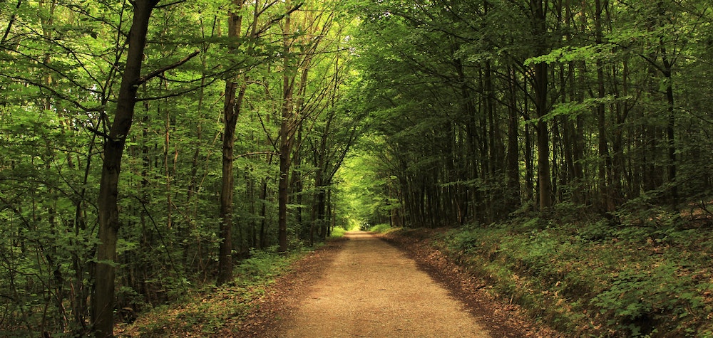 A path through a forrest