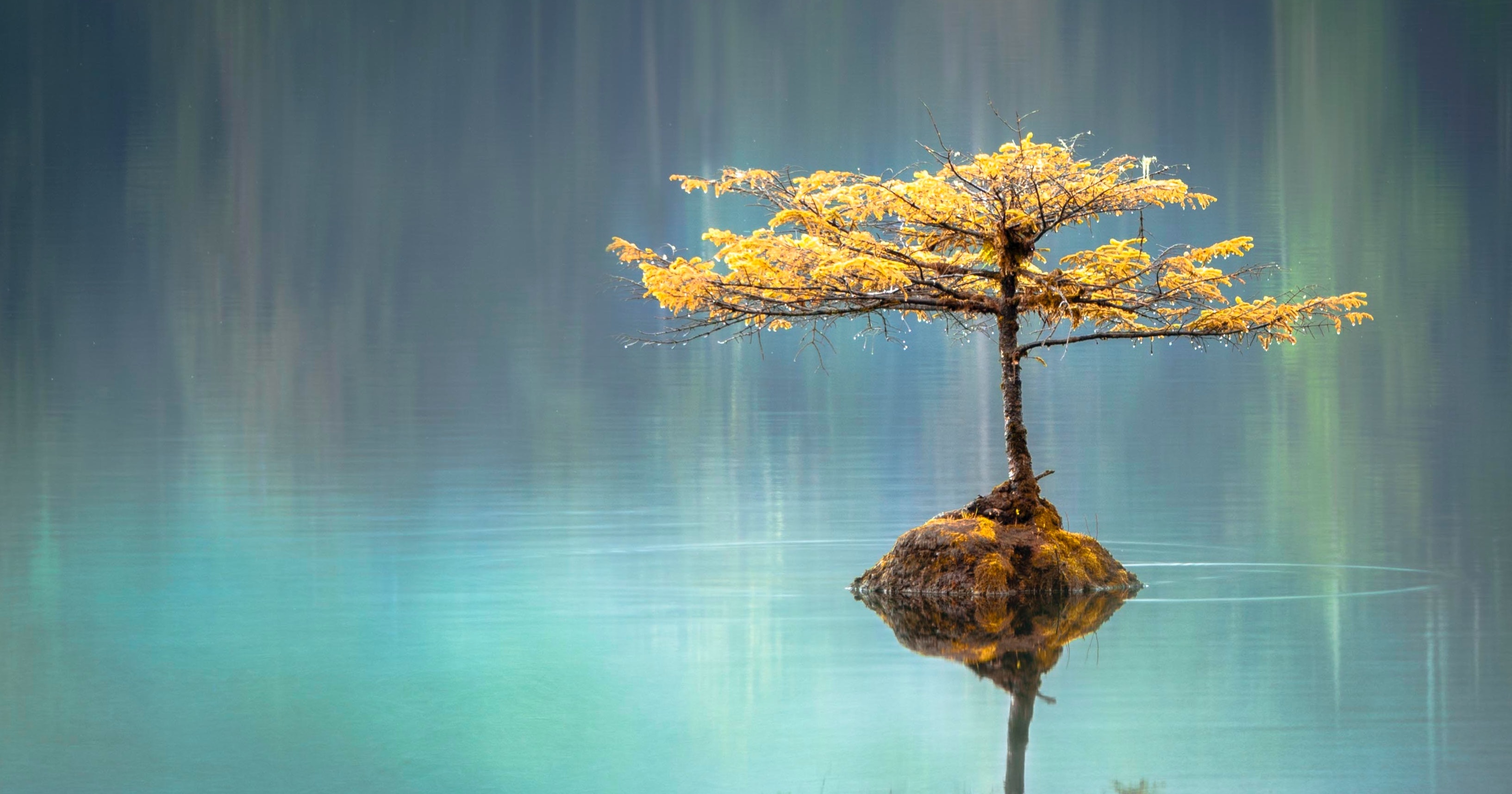 A bonsai tree in a pond